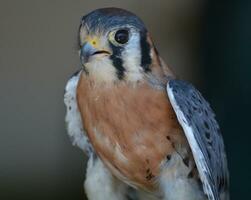 atemberaubend Foto von ein wild Vogel von Beute