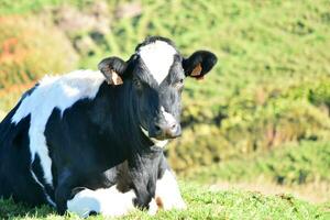 schön Molkerei Kuh Verlegung Nieder im ein Gras Feld foto