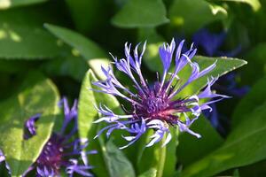 sehr ziemlich Junggesellen Taste Blume blühen oben schließen foto