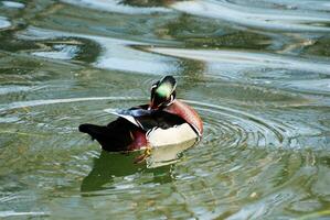 putzen männlich Holz Ente im ein Teich foto