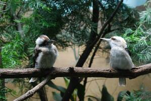 Paar von Lachen kookaburras Sitzung auf ein Ast foto