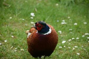 Fasan mit seine Kopf gedreht auf ein Frühling Tag foto