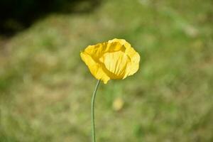 atemberaubend Gelb Mohn Blume Blühen im das Frühling foto