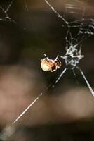 Kürbis Spinne suspendiert von das Faden im das Abdomen foto