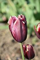 Blühen kastanienbraun Tulpe Blume blühen im ein Birne Garten foto