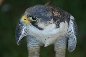 bezaubernd wild Falke halten etwas im es ist Schnabel foto