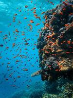 ein Schildkröte Schwimmen im das Ozean foto