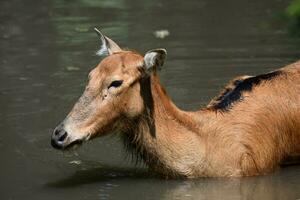 jung pere Davids Hirsch im flach Wasser foto