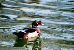 Holz Ente Schwimmen im ein Teich foto