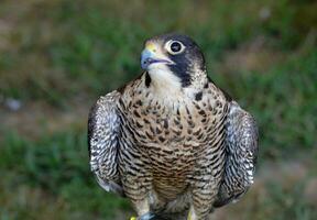 schön Vogel von Beute mit groß Augen öffnen breit foto