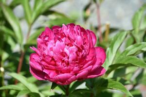 beschwingt dunkel Rosa Pfingstrose Blume blühen Blühen foto