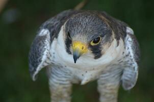 schließen oben Foto von das Kopf von ein wild Falke