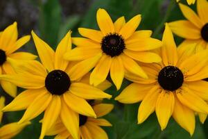 Garten gefüllt mit schwarz Augen Susan Blume Blüten foto