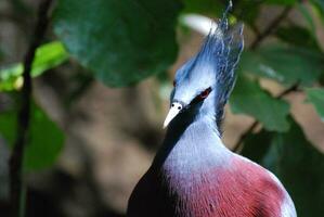 Fantastisch oben schließen aussehen beim ein goura Vogel foto