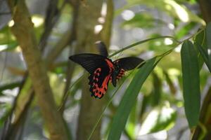 rot und schwarz Schmetterling im ein üppig Garten foto