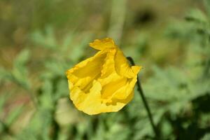 schön Gelb Schöllkraut Mohn Blume blühen im das Frühling foto