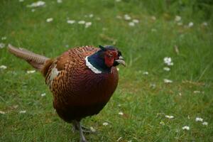 oben schließen mit ein wild Fasan im England foto