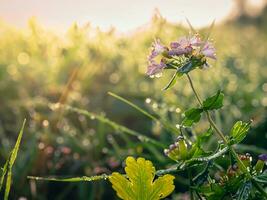 ai generiert Wiese Blumen und Grün Blätter auf Tau im Sonne erhebt euch im natürlich Umgebung foto