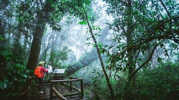 asiatisch Frauen Reise Natur. nehmen ein Bild Natur Studie im das Urwald beim Chiangmai im Thailand. foto