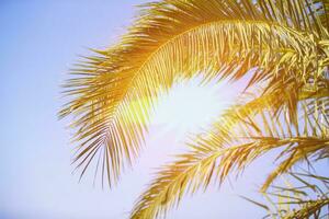 Palme Bäume gegen Blau Himmel, tropisch Küste Palme Bäume, Jahrgang getönt und stilisiert, Kokosnuss Baum, Sommer- Baum, retro foto