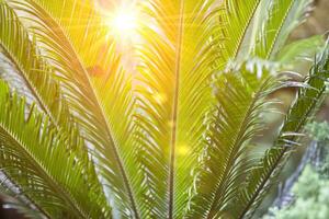 natürlich tropisch Hintergrund. Grün Palme Blätter beleuchtet durch das Gelb Strahlen von das Sonne. foto