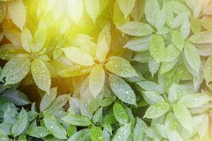 das Blätter von das immergrün Strauch Akuba im das Strahlen von Gelb Sonnenlicht. Blumen- Hintergrund foto