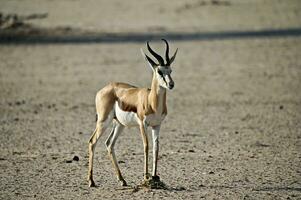 männlich Springbock Antilope im das riesig Wüste von kgalagadi grenzüberschreitend Park foto