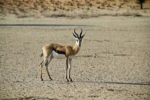 männlich Springbock Antilope im das wild von kgalagadi foto