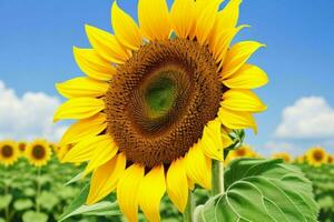 Sonnenblume. Hintergrund. ai generativ Profi Foto
