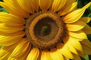 Sonnenblume. Hintergrund. ai generativ Profi Foto