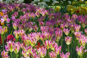 viele hell mehrfarbig Tulpen foto