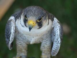 wild Falke Öffnung es ist Flügel zu fliegen foto