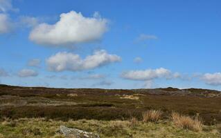 Feld von Heidekraut und Moorland im früh Frühling foto