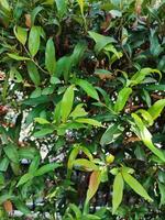 das Syzygium Myrtifolium Pflanze ist ein Gegen Verschmutzung Pflanze Das können absorbieren Kohlenstoff Dioxid höher als andere Bäume, urteilen von das Bewertung von Photosynthese und führen Inhalt foto