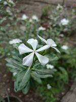 Madagaskar Immergrün Blumen und Pflanzen im das Garten foto