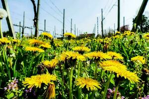 Hintergrund mit Blumen foto