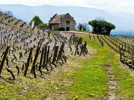 grün Weinberge von Chignin, Savoyen, Frankreich foto