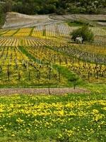 grün Weinberge von Chignin, Savoyen, Frankreich foto