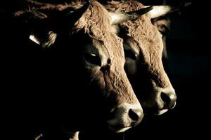 Savoyer Kühe im Chiaroscuro zauberhaft Bauernhof Tier Porträts foto