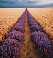 ein Feld von Lavendel und Weizen generativ ai foto