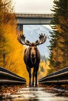 großartig Elch im Herbst auf das Straße generativ ai foto