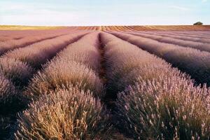 symmetrisch Gelassenheit ai generiert Lavendel Feld foto