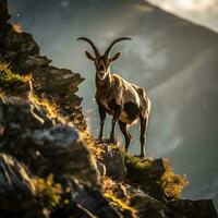 majestätisch Steinbock auf ein Cliff, atemberaubend natürlich Licht generativ ai Fotografie foto