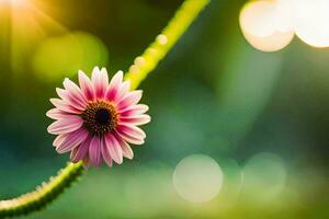 ein Rosa Blume ist im das Sonne. KI-generiert foto