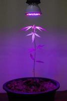 Pflanzenschößling Cannabis wächst im Topf mit LED-Wachstumslicht foto