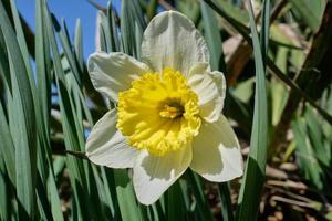 Nahaufnahme einer schönen blühenden Narzissenblume foto