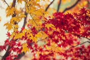 schöne Ahornblätter im Herbst, schöner Herbstlaubhintergrund foto