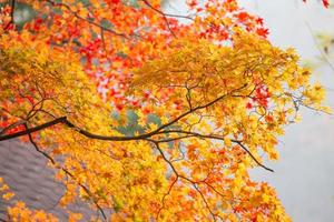 schöne Ahornblätter im Herbst, schöner Herbstlaubhintergrund foto