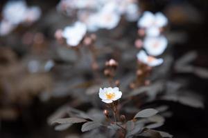 Vintage Hintergrundblumen, schöne weiße Rose in Natur foto