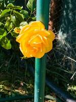 Nahansicht von Gelb Rose im ein Sommer- Garten. das Blütenblätter schimmern im das Strahlen von das Sonne. foto
